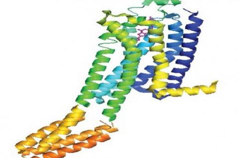 The structure of adenosine A2A macromolecule with ZMA antagonist ligand