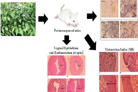 Graphical Abstract