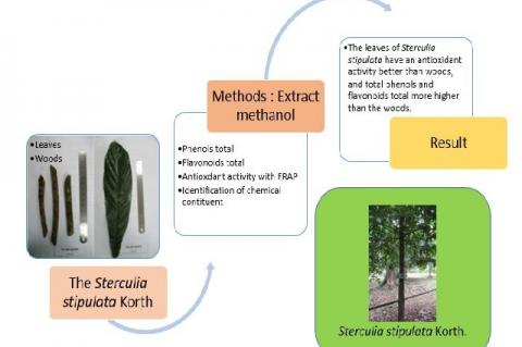 Graphical Abstract