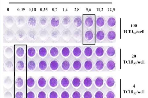 The ACV activity against different HSV-1 titers