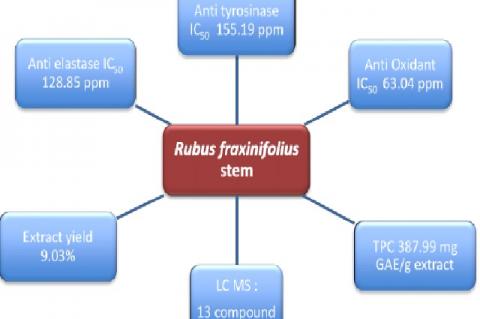 Graphical Abstract