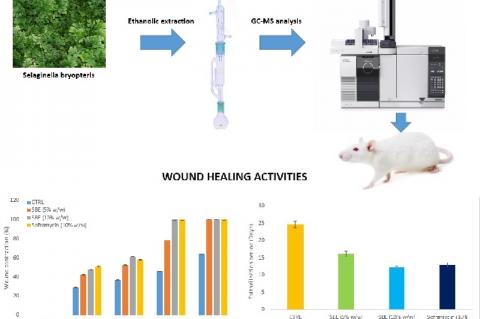 Graphical Abstract