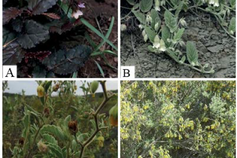 Hermannia species with their different morphological variations. Figure 2A – H.depressa, Figure 2B – H.geniculata, Figure 2C – H. incana, Figure 2D – H. cuneifolia. 21