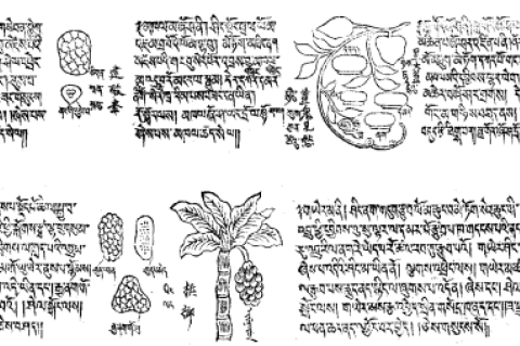 Two pages from the book "Beautiful Wondrous Eye Ornament" noted about the medicinal plants Choerospondias axillaris (Roxb.) and Zanthoxylum armatum