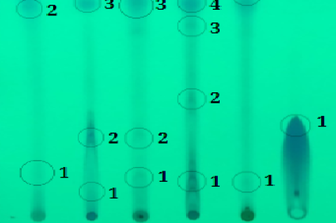 Results of identification of phenolic chemical compound groups in breadfruit leaf extract and rosella flower extract using TLC. (A) breadfruit leaf extract, (B) rosella flower extract, (C) DE1C, (D) DE2C, (E) DE3C, (F) gallic acid standard.