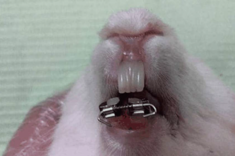 Illustration of modified orthodontic appliance after cementation in rabbit mouth