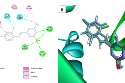 (A) 2D visualized interaction of the redocked ligand with key residues of SARS-CoV-2 NSP16 (PDB ID: 8F4S). (B) Superimposition of the native ligand (grey) and the redocked ligand (cyan) showing similar binding conformations within the cryptic site, with an RMSD value of 1.411 Å indicating a reliable redocking result (DOCK6 docking result; visualized by the Biovia Discovery Studio).