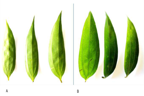 Representative leaves of C. myrianthum, lower surface (A), upper surface (B).