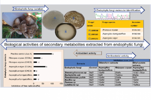 GRAPHICAL ABSTRACT