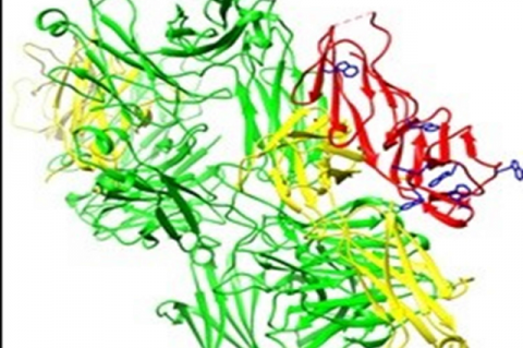 Binding ofIgE withFcεRI receptor. 