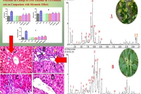 Graphical Abstract