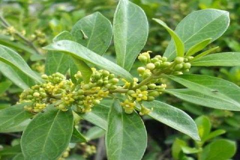 Gymnema sylvestre