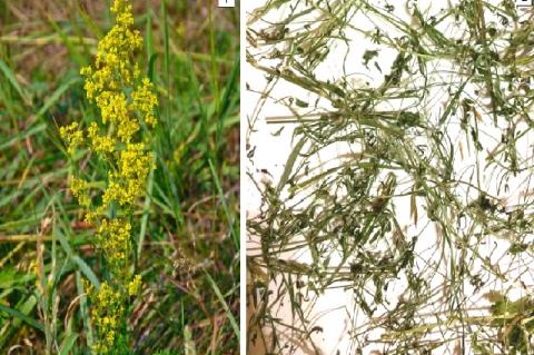 Lady’s bedstraw (Galium verum L.): flowering plant (1), crude herbal drug (2)