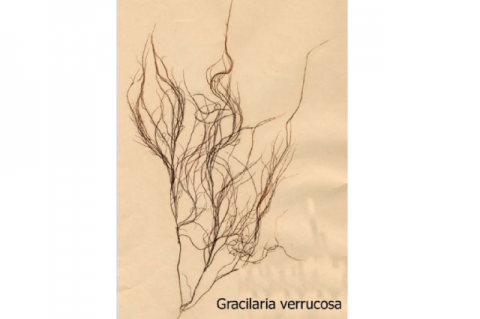 Figure 1: Morphology of Gracilaria verrucosa.