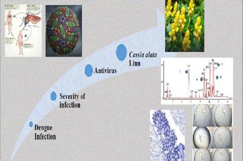 Graphical Abstract