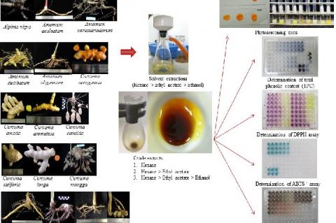 Graphical Abstract