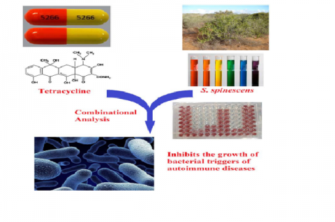 GRAPHICAL ABSTRACT