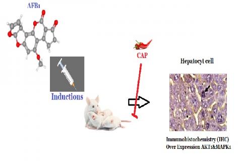 Graphical Abstract