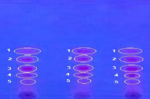 TLC profile of M. gigantea leaves ethanol extract; FA3 = Eudragit E100 Formula (15%); FB3 = Ethocel Formula 10 cP (15%) under UV light 366 nm