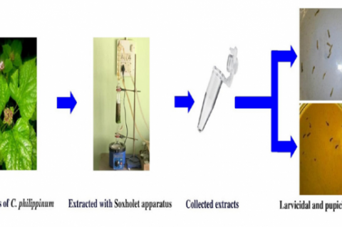 GRAPHICAL ABSTRACT