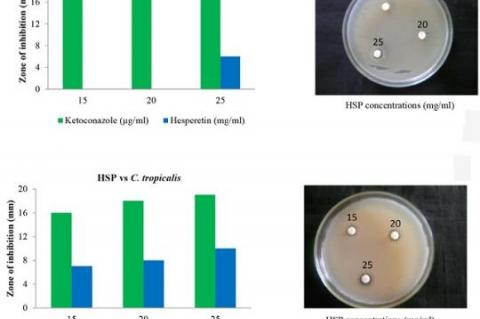 Antifungal effect of hesperetin