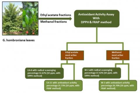 Graphical Abstract