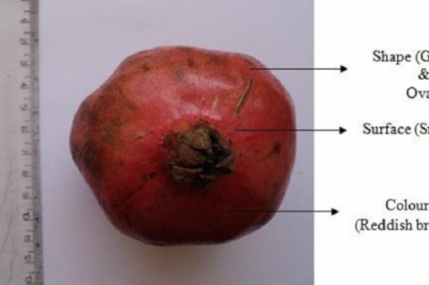 P. granatum fruit