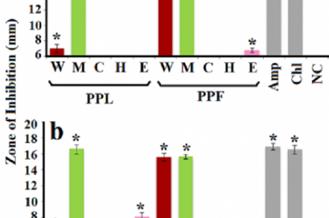 Antibacterial activity of P. pubescens (a) and P. triloculare (b) fruit and leaf extracts against P. mirabilis (ATCC: 21721) measured as zones of inhibition (mm). PP = P. pubescens; PT = P. triloculare; L = leaf; F = fruit; W = aqueous extract; M = methanolic extract; C = chloroform extract; H = hexane extract; E = ethyl acetate extract. Positive control = Amp (ampicillin 2μg) and Chl (chloramphenicol 10μg). Negative control (NC) = water. Results are expressed as mean zones of inhibition of at least six rep