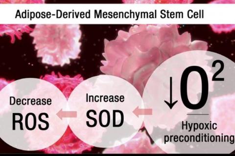 Graphical Abstract