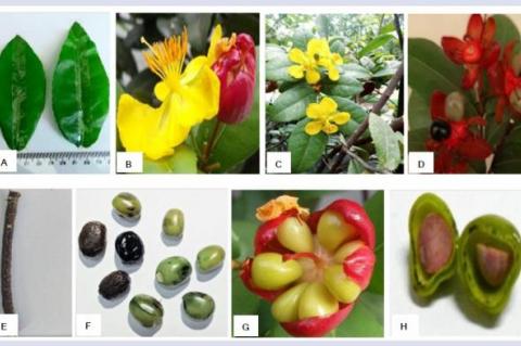 Ochna kirkii Oliv: Pharmacognostical Evaluation, Phytochemical Screening, and Total Phenolic Content