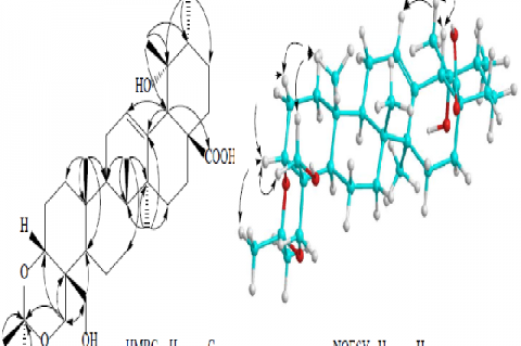 Important HMBC and NOESY correlations of compound 1