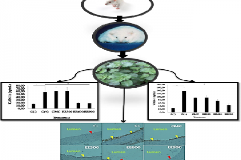 Graphical Abstract