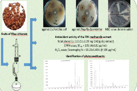 Graphical Abstract