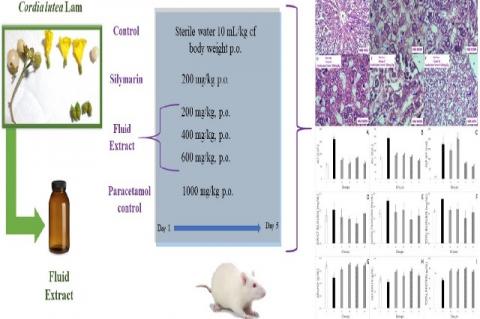 Graphical Abstract