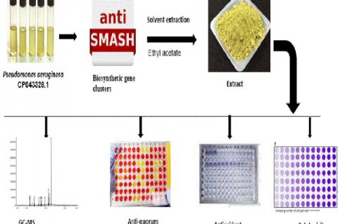 Graphical Abstract