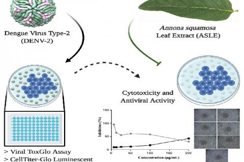 Graphical Abstract