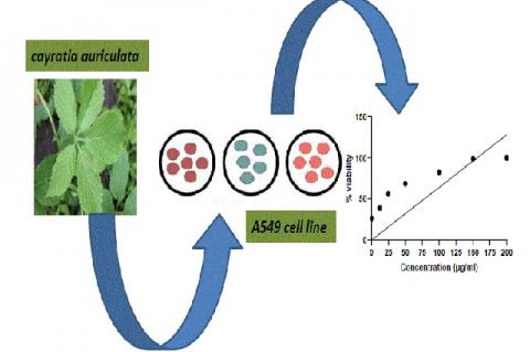 Graphical Abstract