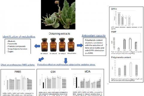 Graphical Abstract