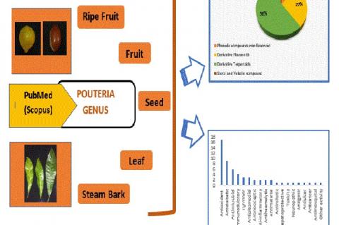 Graphical Abstract