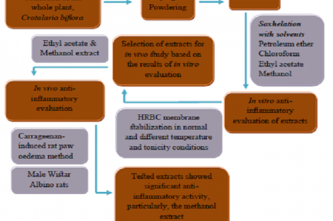 In Vitro and In Vivo Anti-Inflammatory Evaluation of the Whole Plant Extracts of Crotalaria Biflora (L)