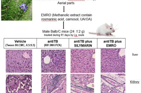 Nephro- and hepatoprotective effect of Rosmarinus officinalis against damage induced with antiTB drugs using a chronic model