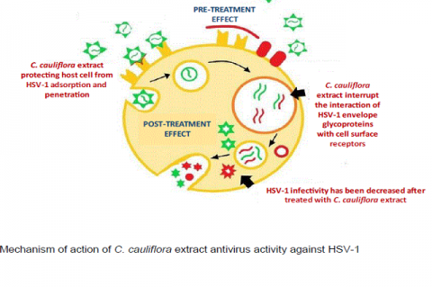 Graphical Abstract