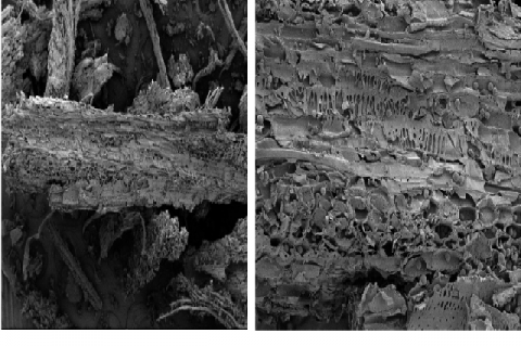 Microscopic of Faloak stems powder. A= Xylem, B= Parenchim