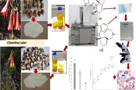 Graphical Abstract