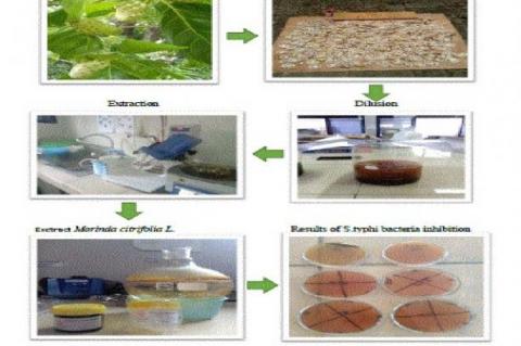 Graphical Abstract