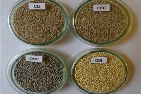 Cañihua ILLPA INIA (CII), Cañihua Cupi (CCC), Quinoa Negra Collana (QNC) and Quinoa Salcedo INIA (QSI)