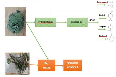 Graphical Abstract