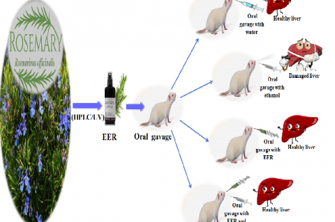 Graphical Abstract