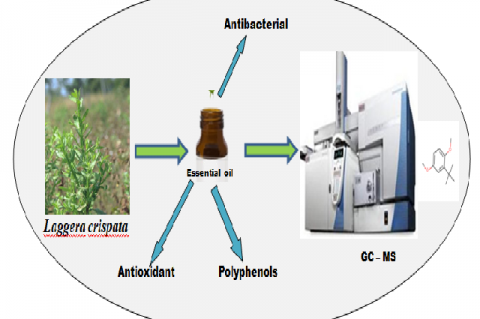 Graphical Abstract