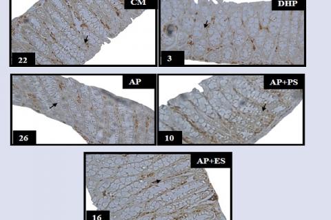 Photo comparison of colonic media preparations in the five test groups